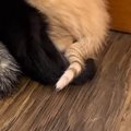 『子猫たちがいる部屋』に入ったら、綺麗に並んだ状態で…予想外の『キ…