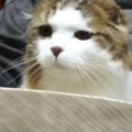 猫のご飯の時間→『スタイ』を首元に近づけると…まさかのルーティンに11万…