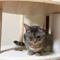 『サバトラ猫』の魅力あふれる特徴3選　性格の傾向から飼い方のコツまで解説