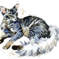 【獣医師監修】オリエンタルロングヘアってどんな猫？猫種の性格や飼う前…