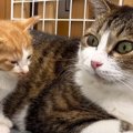 ダンボールに捨てられていた『4匹の子猫』を保護…子育て経験のある先…