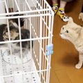 ７匹の子猫を見守ってきたベテラン猫→新入り子猫たちと顔を合わせた結…