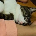 気持ちよさそうに眠っていた保護猫→子供が足の間に挟んでみると…あま…
