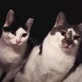 深夜に起こしにくる猫たちを『隠し撮り』してみたら…記録された『意外な姿…