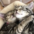 いつもモテモテ♡他の猫から好かれやすい猫の特徴5つ