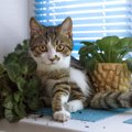 猫がやりがちな『イタズラ』3選　ついやってしまう理由や止めさせる方…