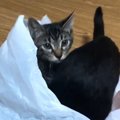 大人猫も子猫も順番こ♪袋が大好なのはなぜ？