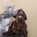 犬と猫のおもしろ、仲良し動画9連発！