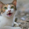 猫の気持ちがわかる猫語一覧！鳴き声を正しく理解するコツは？