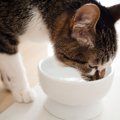猫の健康寿命は「水」で決まる！疾患予防のための飲水管理の工夫【獣医師…