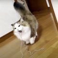 紐Love♡ながーい鎖がお気に入りすぎる猫ちゃん