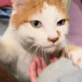 実家から帰ろうとしたら、猫が腕にしがみついてきて……あまりにも『愛…