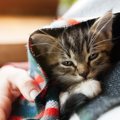 猫が毛づくろいをしなくなった時に考えられる危険な病気３選