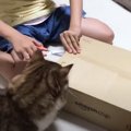 娘がダンボール箱を開封しようとしたら……猫がとった『まさかの行動』…