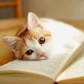 猫との信頼関係にヒビが入る飼い主のタブー行為5選！関係修復のために…