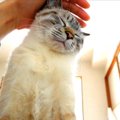 朝目が覚めたらそこには猫ちゃん！起こしに来た猫に飼い主さんもメロ…