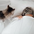 猫が『ついやってしまうこと』5選とその理由　猫たちが我慢できない行…