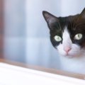 『留守番をしている猫』のために飼い主ができること4つ　家を出る前に…