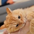 猫が思わず『キレてしまう』タイミング4選　避けるべきNG行為や対処法まで…