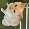 猫が人の言葉を理解しているときに見せる仕草5つ