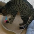 イタズラの現行犯！猫ちゃんシラを切るも時すでに遅し