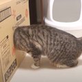 入らずにはいられない？！穴を見た猫ちゃんたちの反応とは