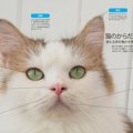 【クイズに挑戦！】ねこ検定を受けて公式にねこ好き認定されよう！