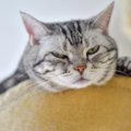 猫が飼い主を『上から見下ろす』時の4つの気持ち♪