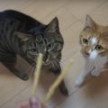 肉球をぷにっと出来るおやつを猫ちゃんにあげてみたら？！