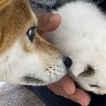 先住犬と『家に来たばかりの保護子猫』→約３年後……心温まる『成長ビフ…