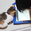 小さい頃から一緒にいる『お姉ちゃんと子猫』→５年後……心温まる『ビフォー…