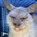 ひどい疥癬で目も開かなかったシャム猫のビフォーアフター！岩みたいなお…