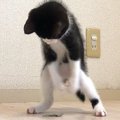 子猫に初めて煮干しをあげてみた結果…まさかの『激しすぎる行動』が笑…