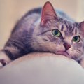 猫が『面倒くさがっている』ときにみせる仕草4つ　気分を見極めるコツから…