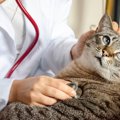 猫にまつわる『イグ・ノーベル賞』の研究2選　ユニークな発想から生まれた…