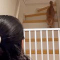 猫に初めて触れた友人→『メロメロになって帰っていった日』から2年…微…