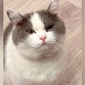 おやつを食べたばかりの猫→なぜか不満げな様子で…勝てる気がしない『尊い…