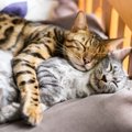 猫は『仲間の死』をどう感じてる？4つの異変とペットのペットロスにつ…