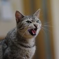 猫の『危険な鳴き声』4つ！原因や対処法も合わせて解説