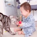 仲良く遊ぶ赤ちゃんと猫→ネコじゃらしの棒が危ないと思って工夫したら…