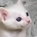 小さな頃から猫の名前を呼び続けたら、現在……愛にあふれた『成長後の…