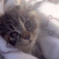 庭で『倒れこみながら鳴いていた子猫』と出会った結果…家族になるまで…