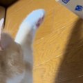 猫がいつもと様子が違う『貯金箱』を発見した結果…『まさかの反応』に笑っ…