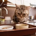 猫探偵の目はごまかせない！猫に『バレバレなこと』3つ	