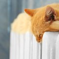 猫が人の間に割り込んでくるのはなぜ？５つの心理