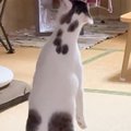 猫を保護して２年、『初めて立った』と思ったら……クセが強すぎる光景…