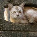 塀の穴に潜んで怯えていた猫が、やさしい男性に出会って幸せをつかむ…