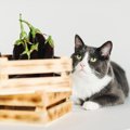 猫に食べさせてはいけない『秋の味覚』3選　危険な理由から誤飲時の対処法…