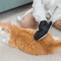 猫の『毛並みが悪くなった』ときの原因3つ　お手入れのポイントや改善策ま…