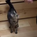 抱っこ嫌いだと思っていたネコ→『大好きな彼』に抱っこされると…まさ…